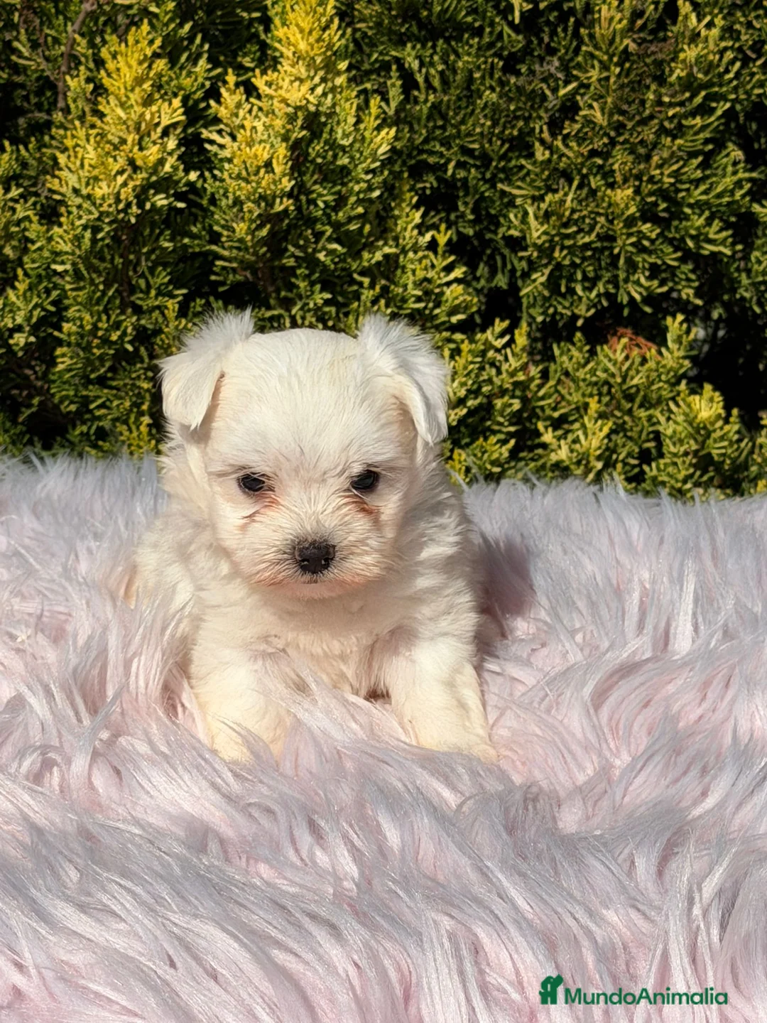 Bichón Maltés perros en venta: Bichon maltes hembra - Anuncio 3