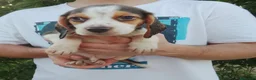 Beagle perros en venta: Beagle disponibles🐶🐾🔥 - Anuncio 6