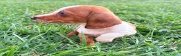 Teckel Miniatura perros en venta: Teckel kaninchen  - Anuncio 6