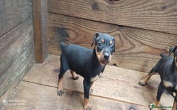 Pinscher Miniatura perros en venta: PINSCHER MINIATURA // ENTREGA INMEDIATA !! - Anuncio 5