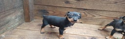 Pinscher Miniatura perros en venta: PINSCHER MINIATURA // ENTREGA INMEDIATA !! - Anuncio 5