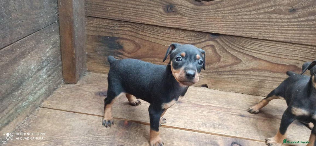 Pinscher Miniatura perros en venta: PINSCHER MINIATURA // ENTREGA INMEDIATA !! - Anuncio 5
