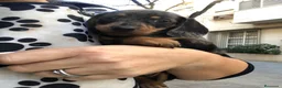 Teckel Miniatura perros en venta: Teckel miniatura  - Anuncio 4