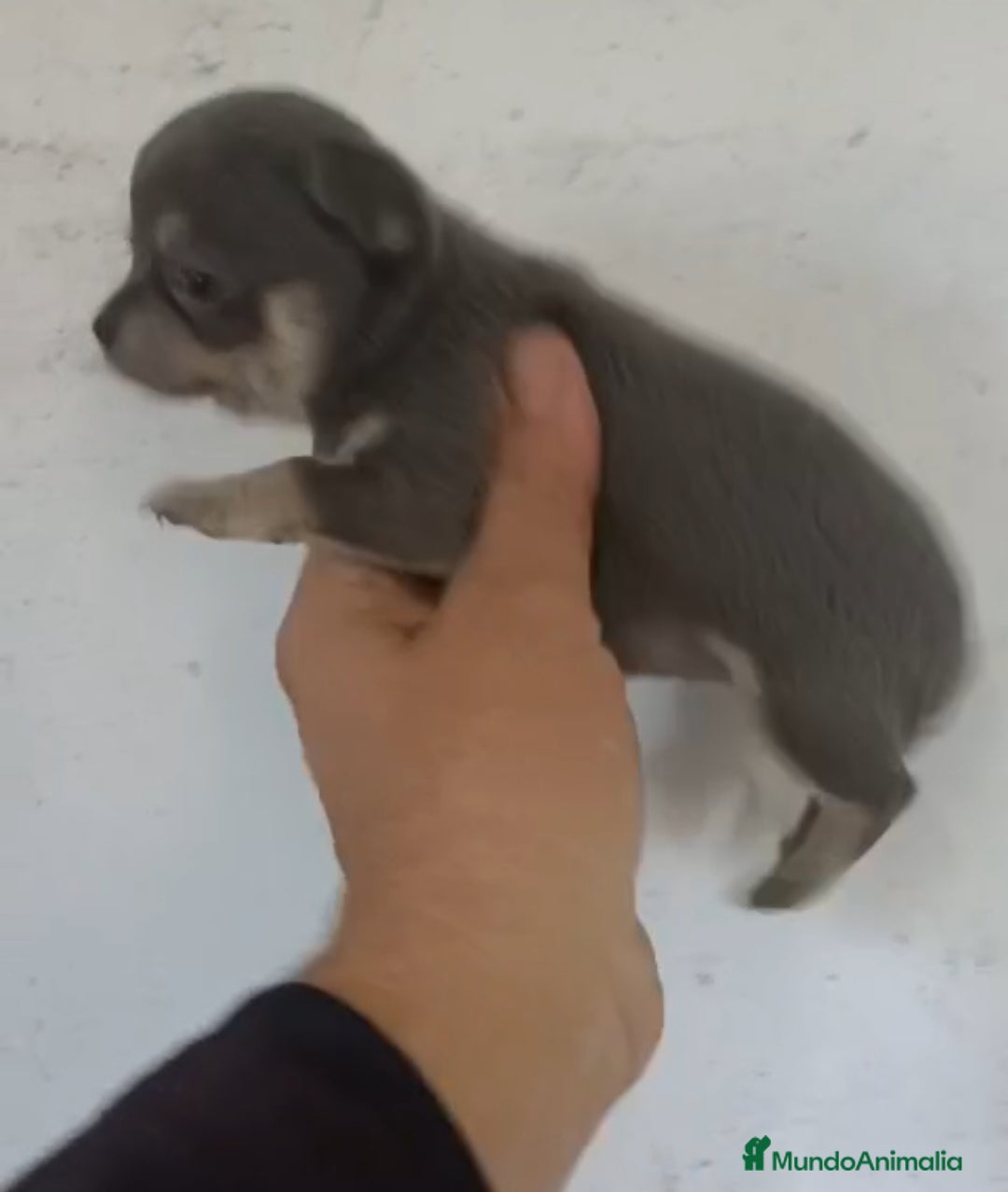 Chihuahua perros en venta: CACHORROS CHIHUAHUA  - Anuncio 1