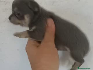Chihuahua perros CACHORROS CHIHUAHUA - Anuncio 21