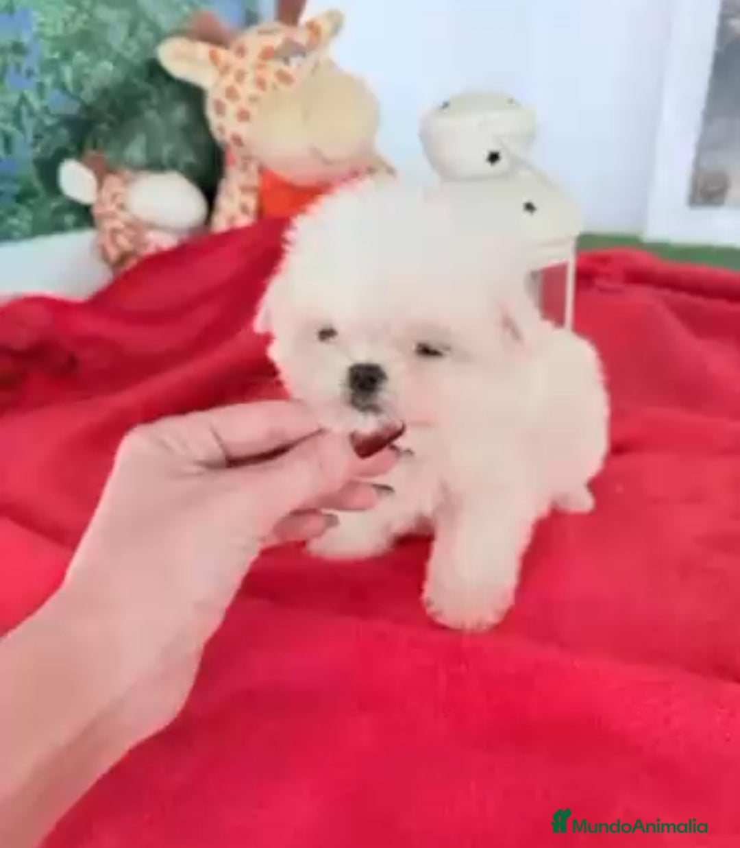 Bichón Maltés perros en venta: Bichón maltes mini - Anuncio 2