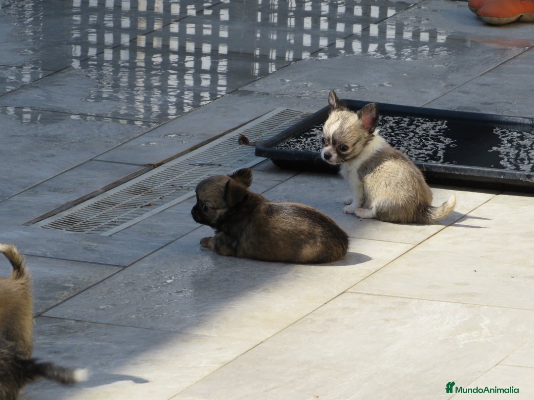 Chihuahua perros en venta: Chihuahuas - Imagen 2