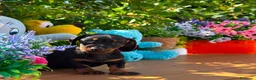 Teckel Miniatura perros en venta: Ultimo teckel mini macho - Anuncio 1
