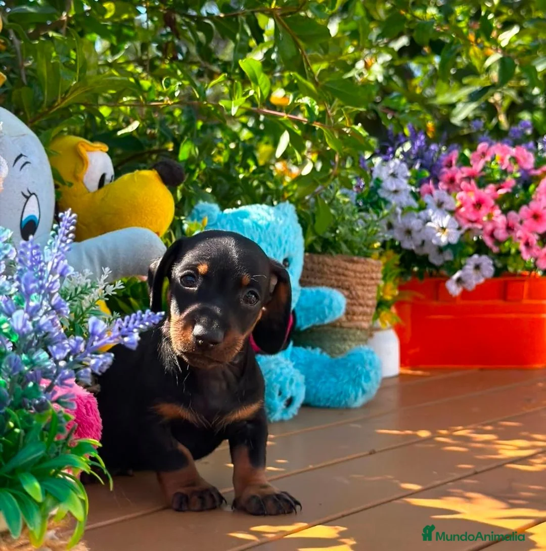 Teckel Miniatura perros en venta: Ultimo teckel mini macho - Anuncio 1