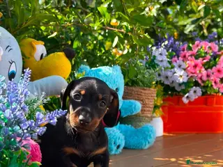 Teckel Miniatura perros Ultimo teckel mini macho - Anuncio 3