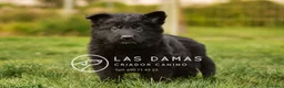 Pastor Alemán perros en venta: Pastor alemán color negro disponibles - Anuncio 1