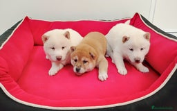 Shiba Inu perros en venta: Shiba inu - Imagen 3