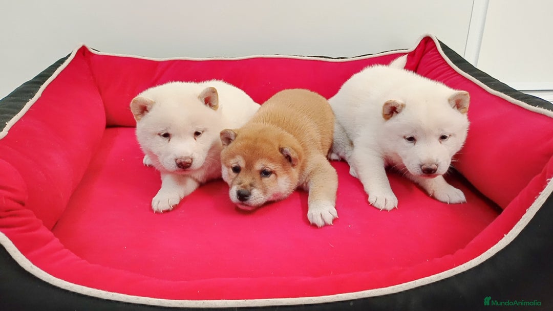 Shiba Inu perros en venta: Shiba inu - Imagen 3