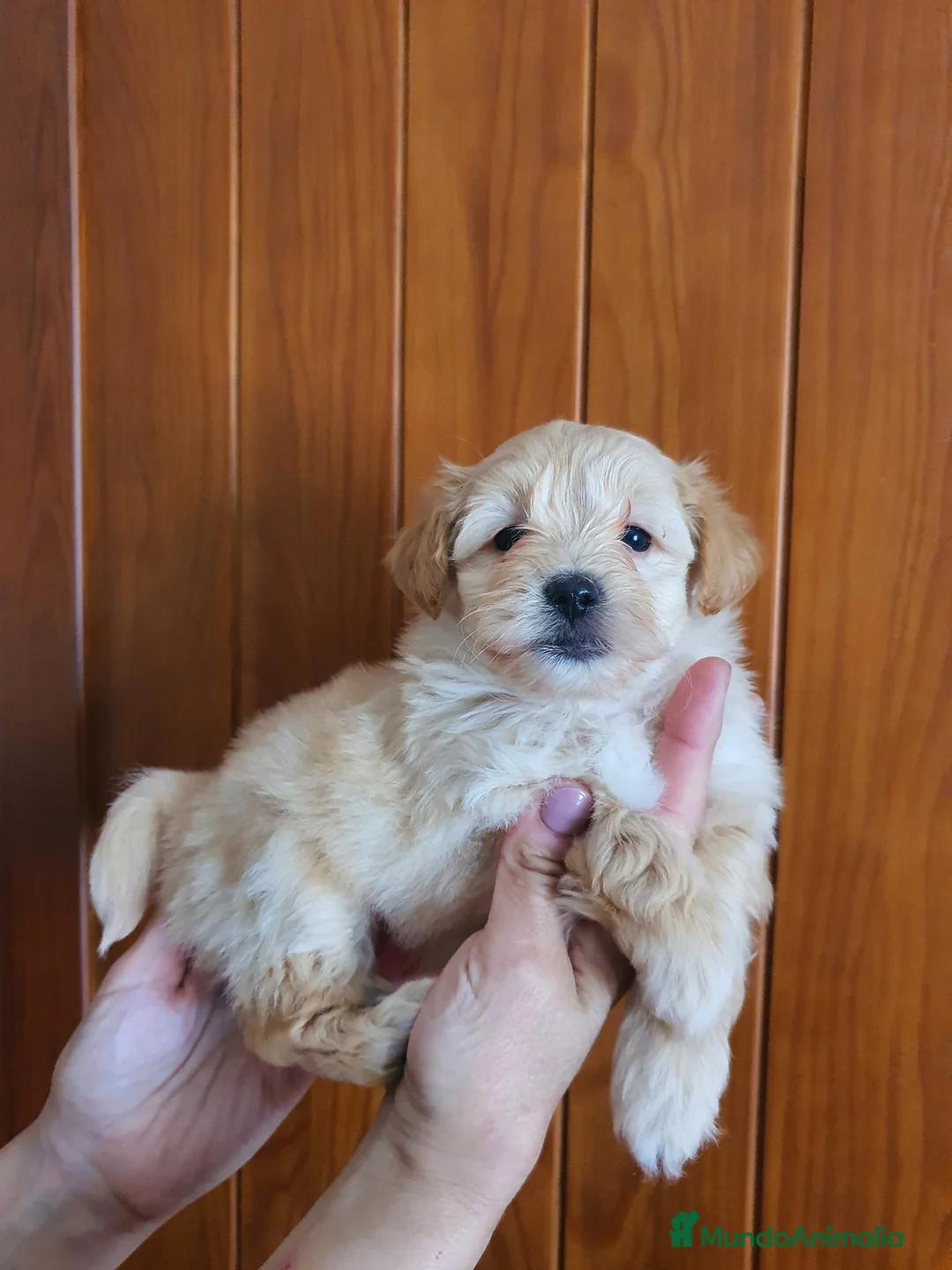 Maltipoo perros en venta: Maltipoo macho - Anuncio 2
