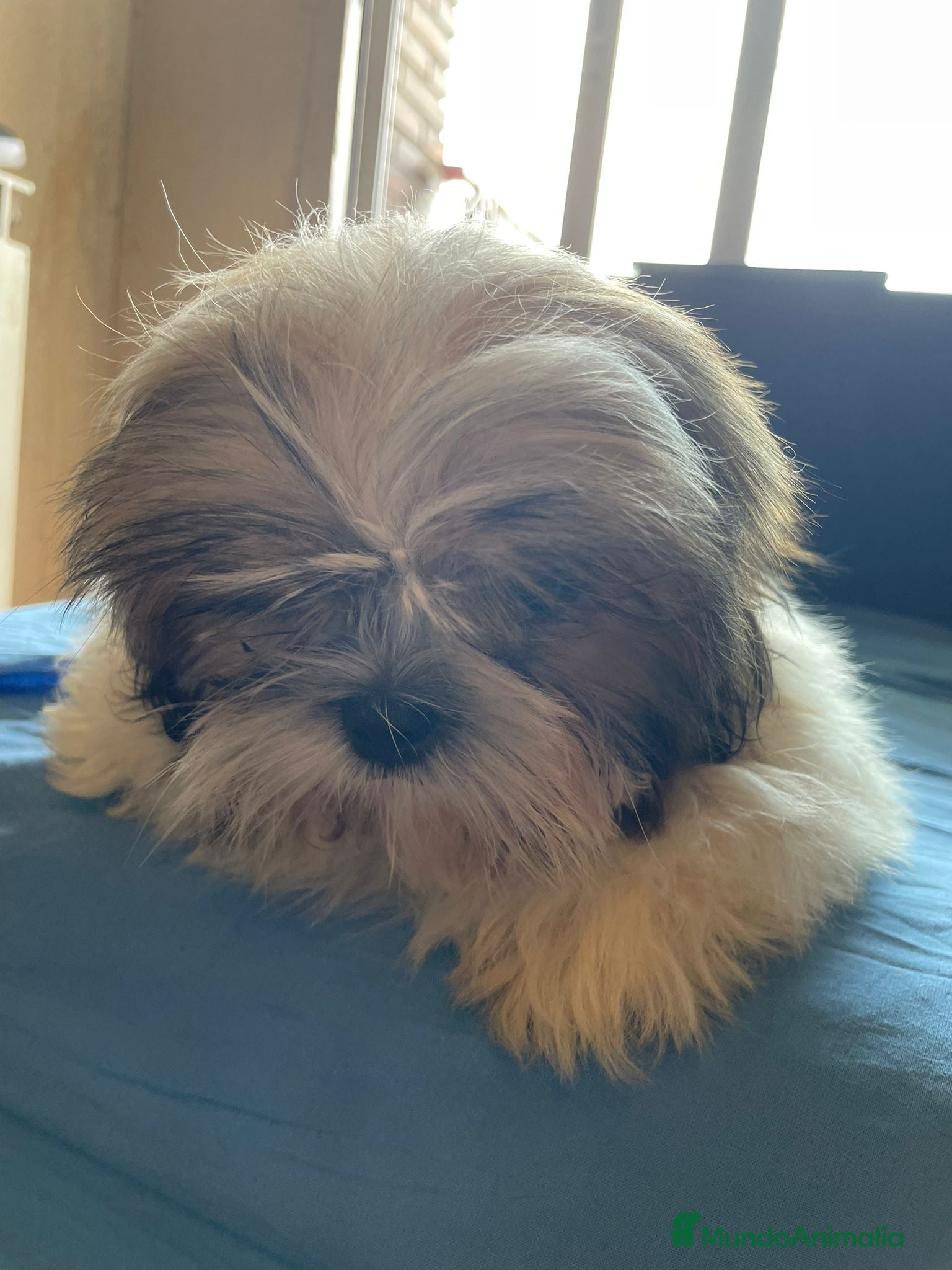 Shih Tzu perros CACHORROS DE SHIH TZU - Anuncio 1