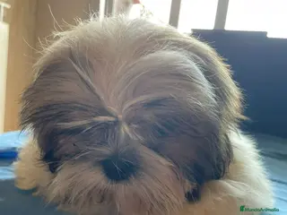 Shih Tzu perros CACHORROS DE SHIH TZU - Anuncio 1