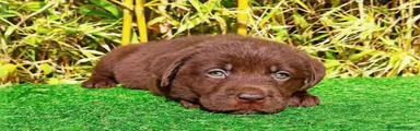 Labrador Retriever 4