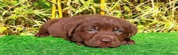 Labrador Retriever perros en venta: Labrador chocolate - Anuncio 3