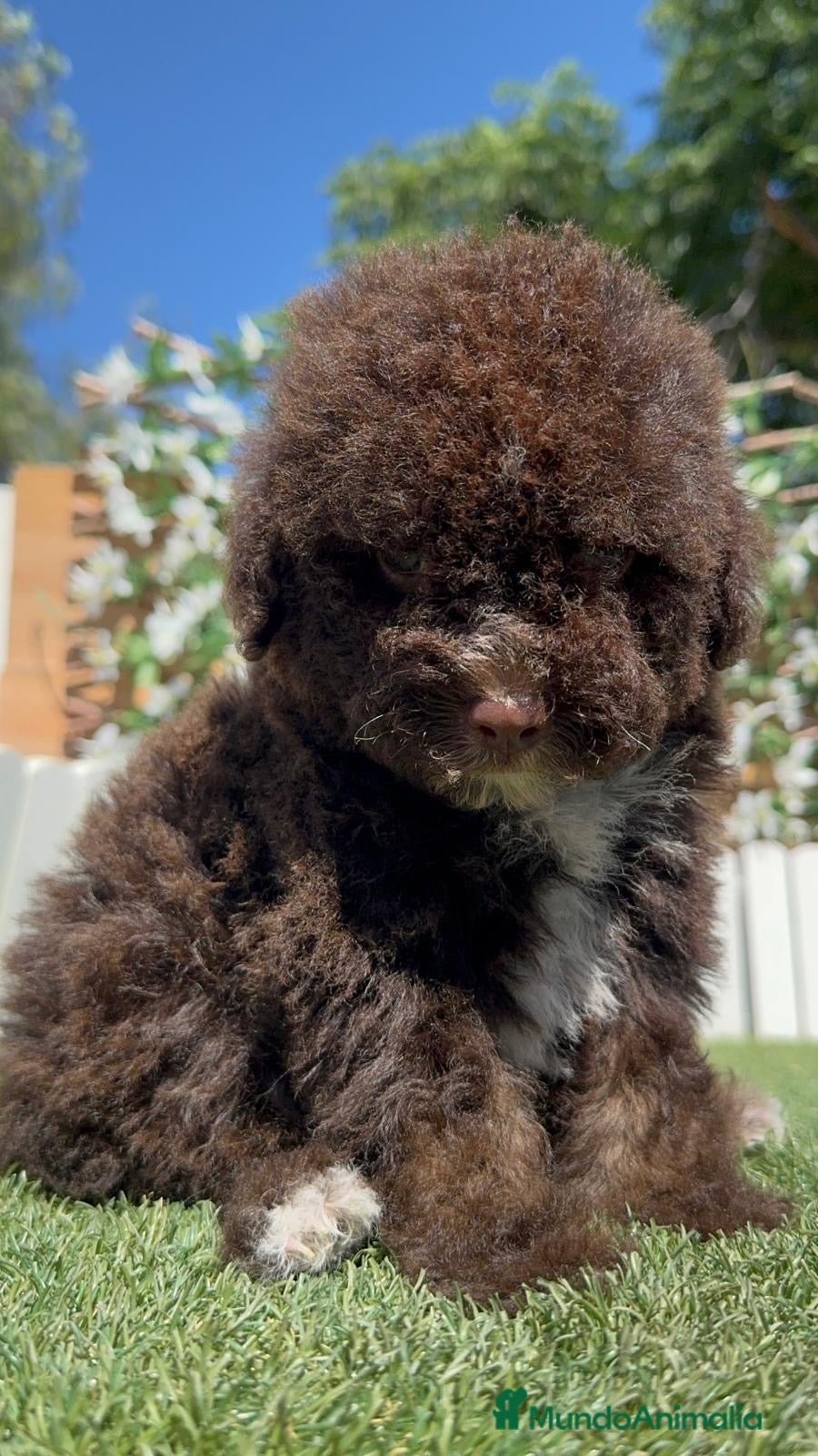 Perro de Agua Español perros en venta: PERRO DE AGUA ESPAÑOL - Anuncio 12