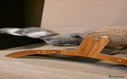 Scottish Straight gatos en venta: Scottish varias camadas  - Imagen 3