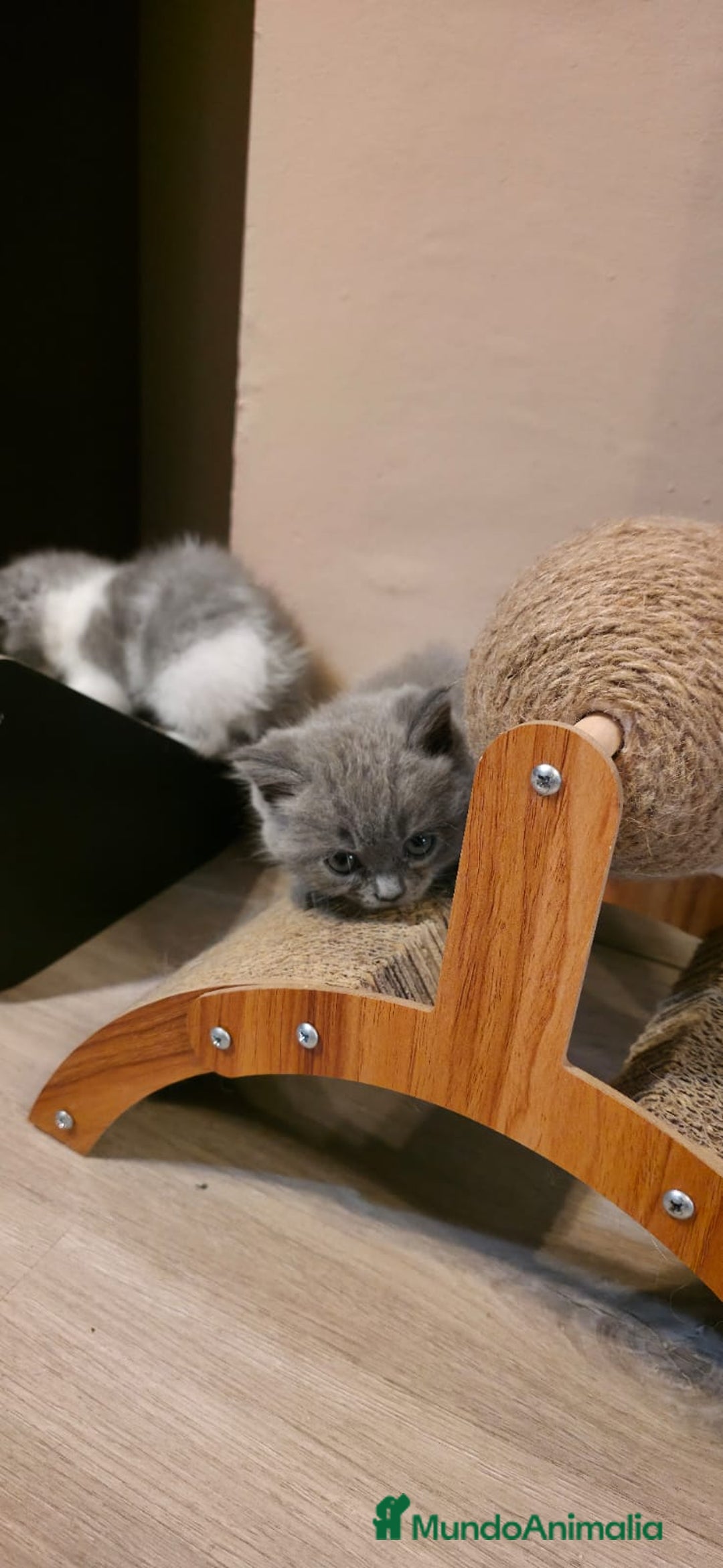 Scottish Straight gatos en venta: Scottish varias camadas  - Imagen 3