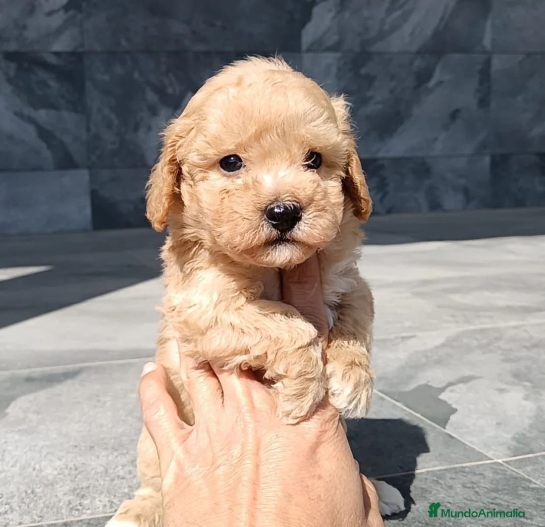 Maltipoo perros en venta: Maltipoo  - Anuncio 4