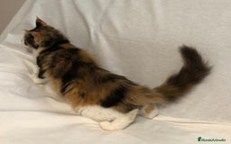 Maine Coon gatos en venta: Maine Coon Hembras - Imagen 19