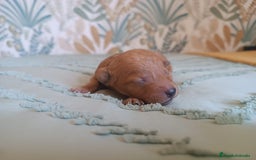 Caniche Toy perros en venta: Excelente camada de caniche rojo toy.  - Imagen 7