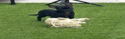 Chihuahua perros en venta: Chihuahua hembra panterita negra  - Anuncio 4