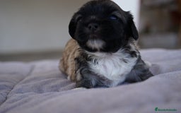 Maltipoo perros en venta: 🐾 Lotus, Maxi y Boom – Maltipoo miniatura 🐾 - Imagen 10