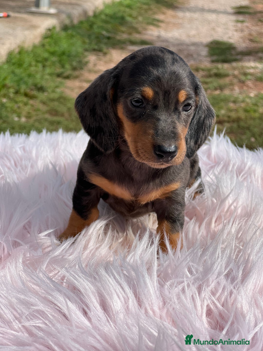Teckel Miniatura perros en venta: Teckel Arlequín  - Imagen 5