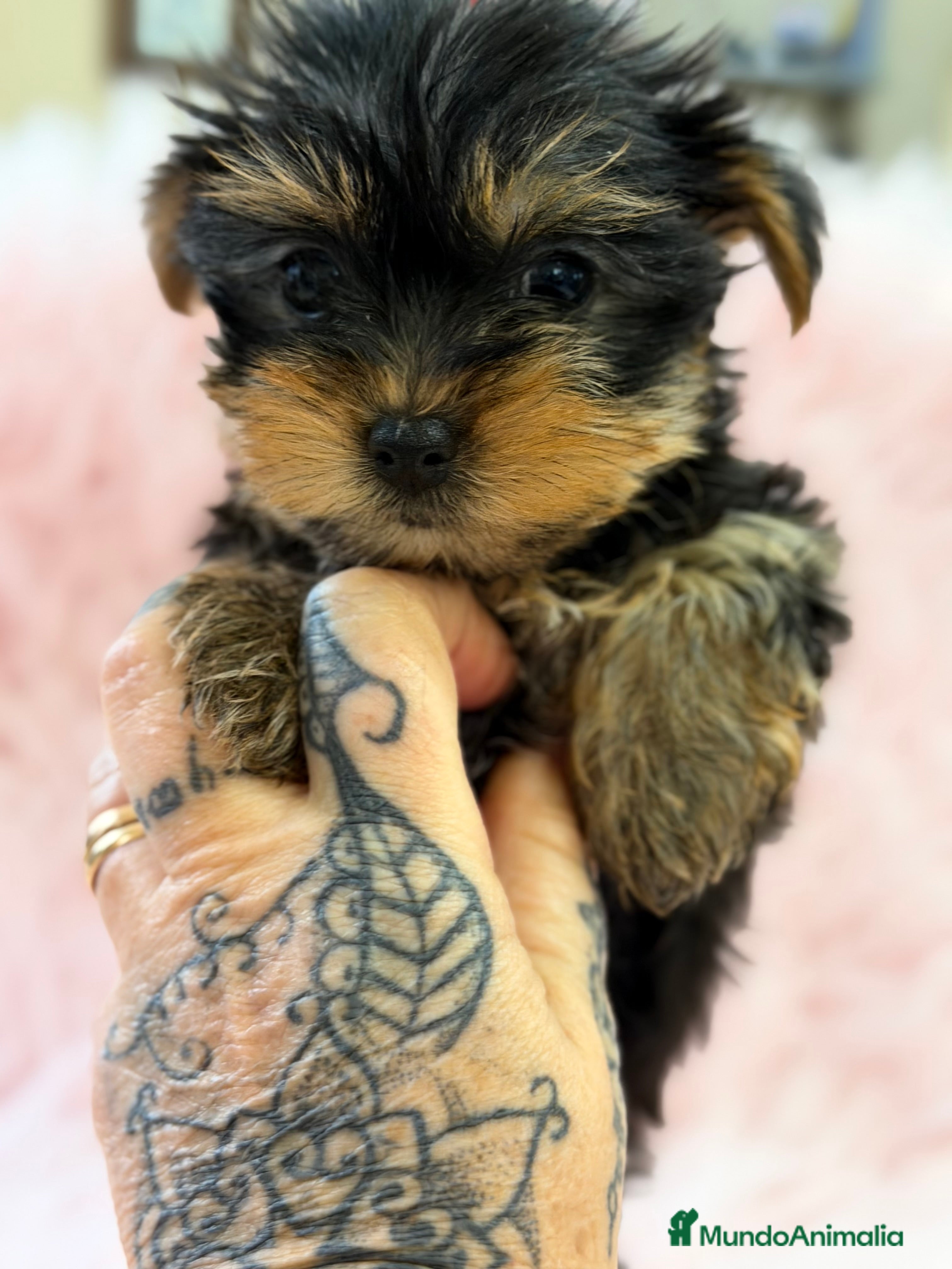 Yorkshire Terrier perros Yorkshire mini Toy  - Anuncio 2