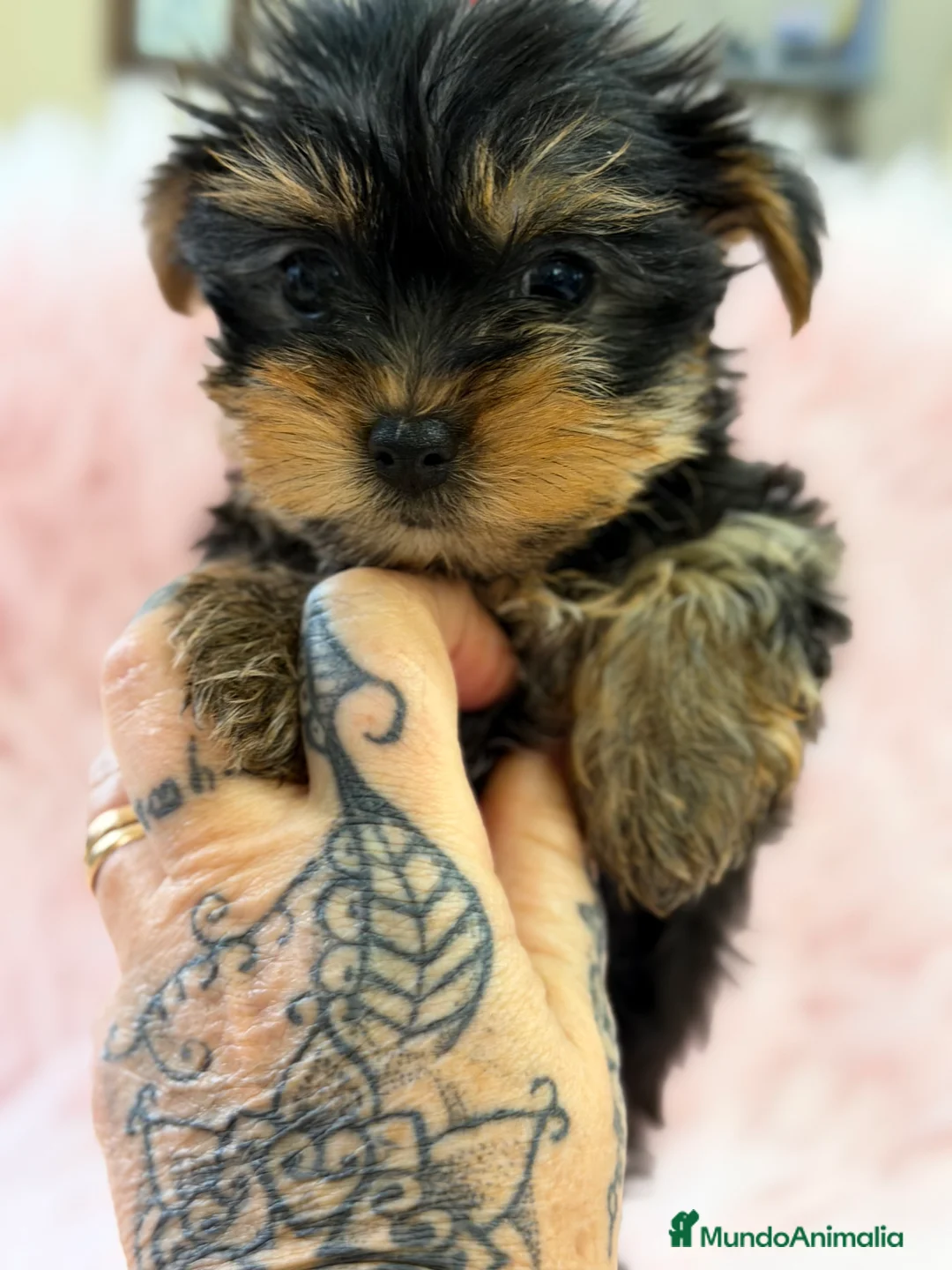 Yorkshire Terrier perros en venta: Yorkshire mini Toy  - Anuncio 2