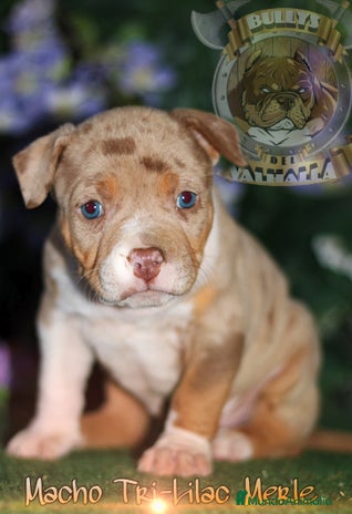 American Bully perros en Sevilla - Anuncio 5