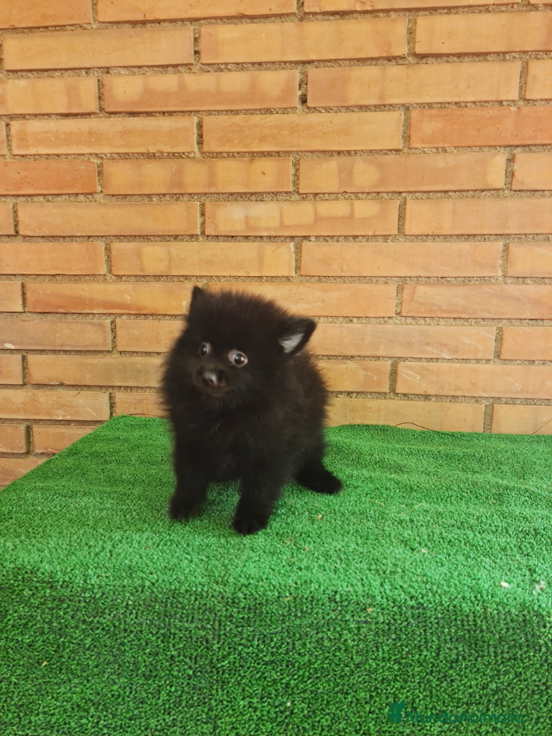 Pomerania perros en venta: Pomerania toy mini - Imagen 2