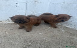 Chow Chow perros en venta: Hembra y macho  - Imagen 3