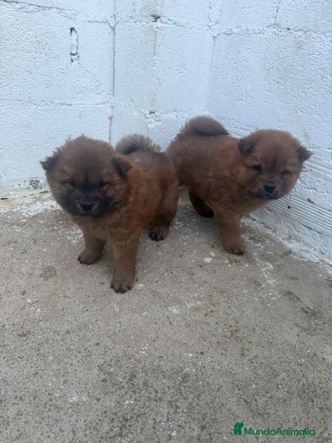 Chow Chow perros en venta: Hembra y macho  - Imagen 3