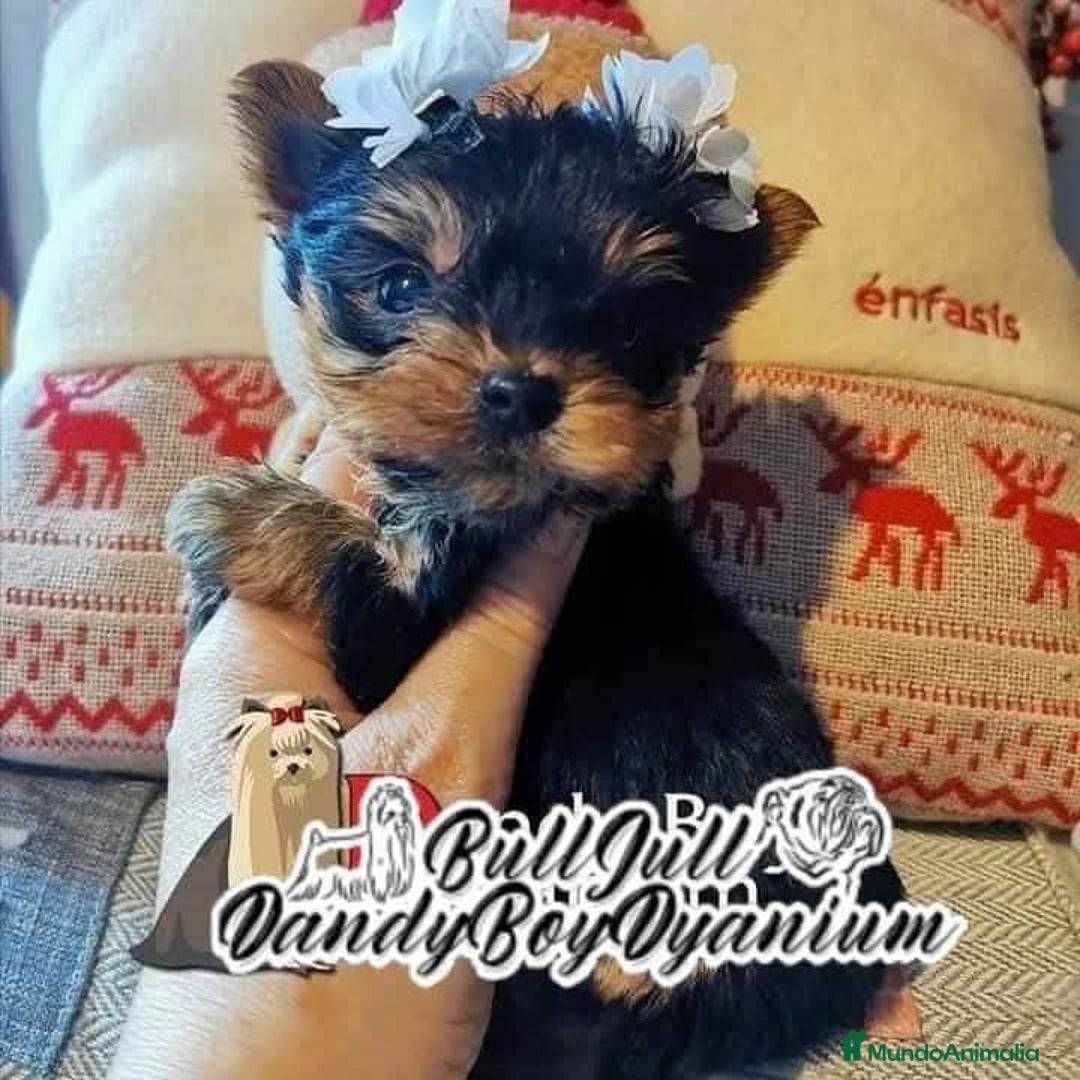 Yorkshire Terrier perros en venta: Yorkshire terrier - Imagen 21