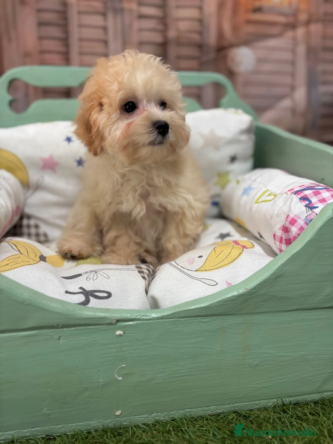 Maltipoo perros en venta: Maltipoo Toy muy chiquitín listo para entregar!! - Anuncio 9