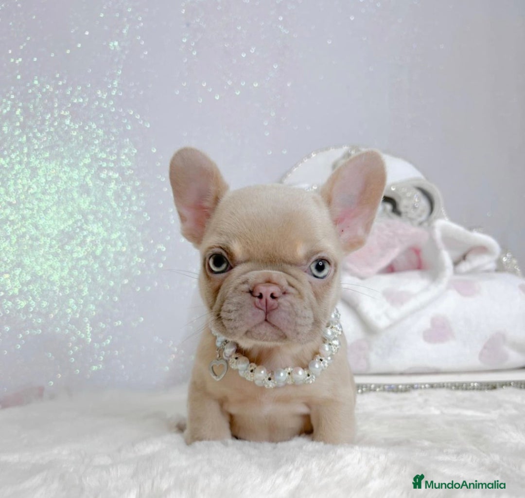 Bulldog Francés perros en venta: Preciosas Bulldog Hembra - Anuncio 3