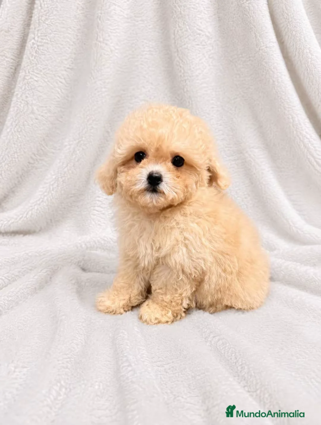 Maltipoo perros en venta: Monísima Maltipoo  - Anuncio 6