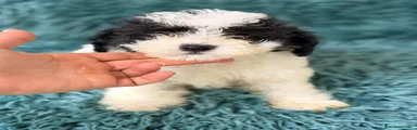 Maltipoo 1