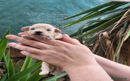 Caniche Toy perros en venta: Caniches toy toy - Imagen 4