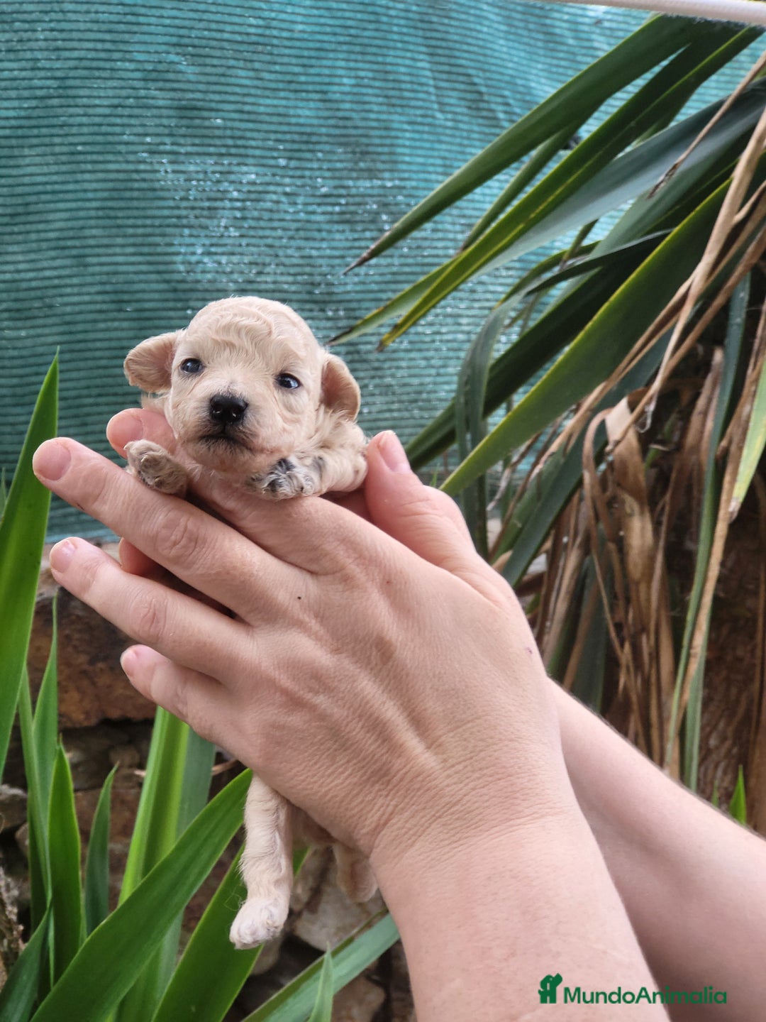 Caniche Toy perros en venta: Caniches toy toy - Imagen 4