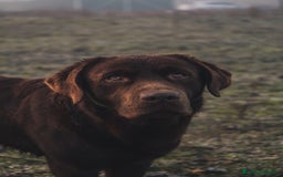 Labrador Retriever perros para monta: Labrador chocolate con LOE y pruebas genéticas - Imagen 3