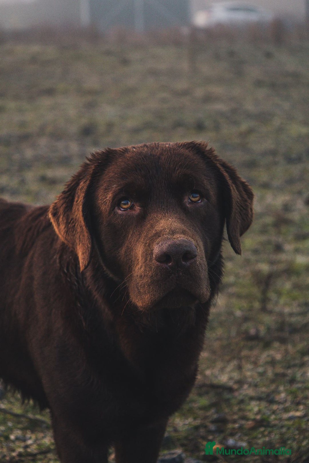 Labrador Retriever perros para monta: Labrador chocolate con LOE y pruebas genéticas - Imagen 3