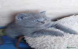 Británico de Pelo Corto gatos en venta: British Blue  - Imagen 5