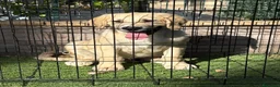 Pastor de Asia Central perros en venta: Cachorro macho Alabai 3 meses  - Anuncio 5