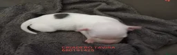 Perro Crestado Chino perros en venta: Crestados chinos - Anuncio 2
