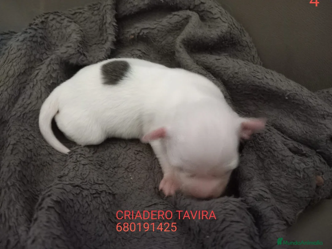 Perro Crestado Chino perros en venta: Crestados chinos - Anuncio 2